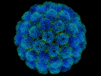 Come si scrivono batteri e&nbsp;virus?